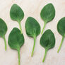 Lakeside, (F1) Spinach Seeds - Packet thumbnail number null